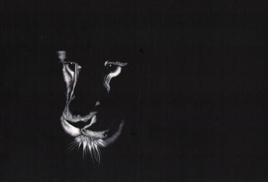 Lion_01 (Small)
