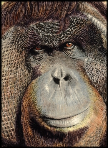 Orangutan (4) finished