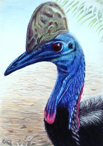Cassowary (Small)
