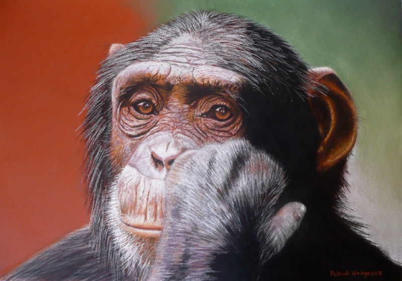 I remember a time, Chimp