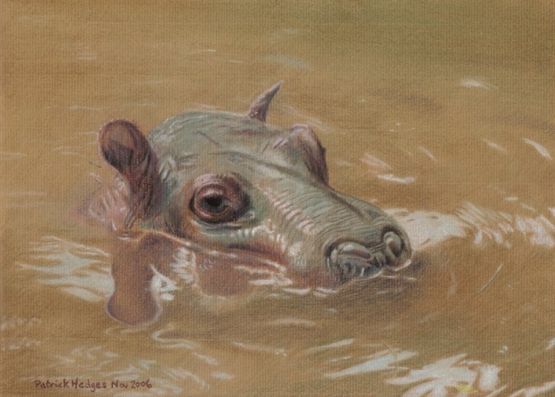 Hippo, Wallowing Around