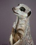 Meerkat