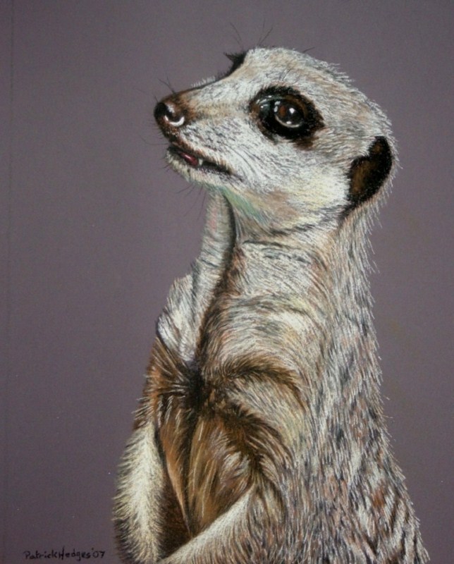 Meerkat