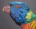Rainbow Lorikeet