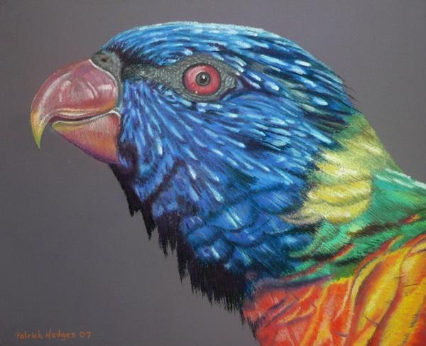 Rainbow Lorikeet