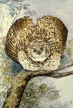 Dad's Makinders Eagle Owl (1)