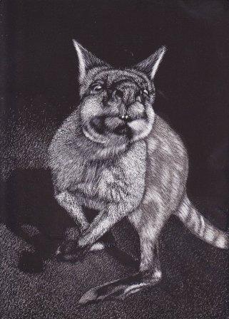 Swamp Wallaby 03 small