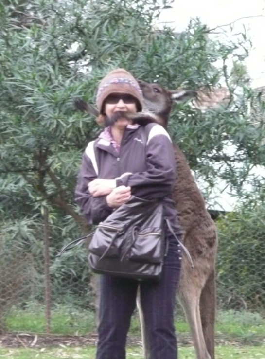 Warrawong Grey Kangaroo (1)