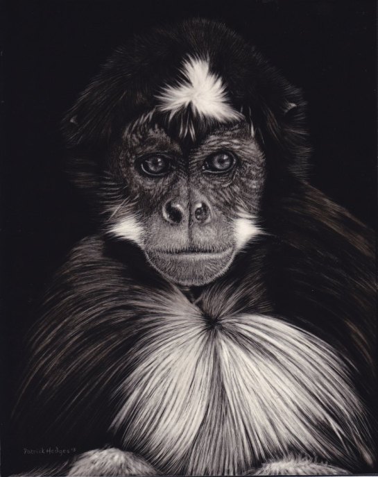 Variegated Spider Monkey 2013