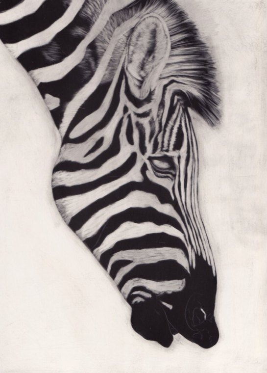 Zebra 01a