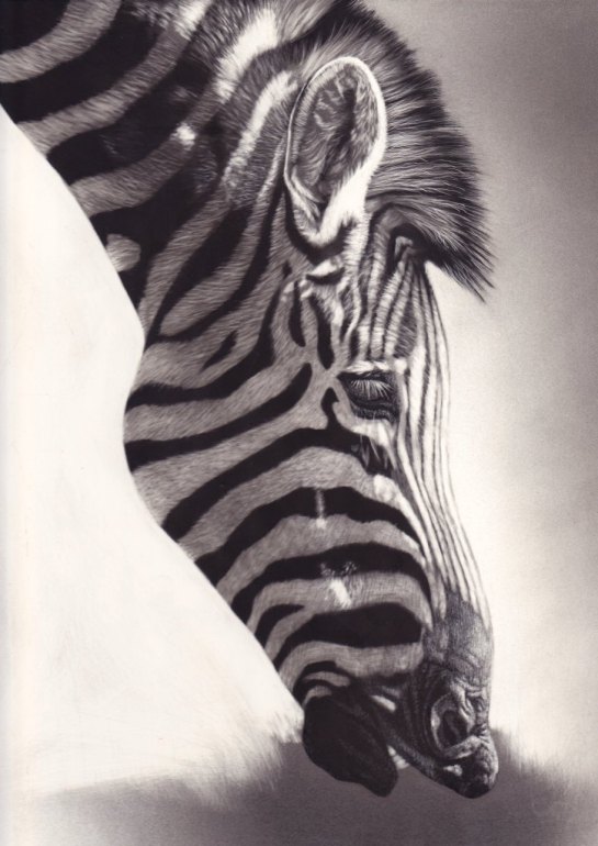 Zebra 04a
