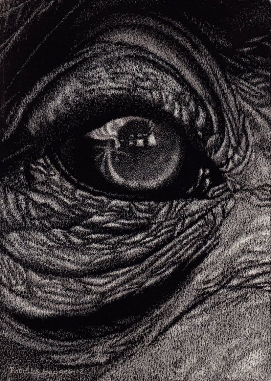Chimp eye 2012