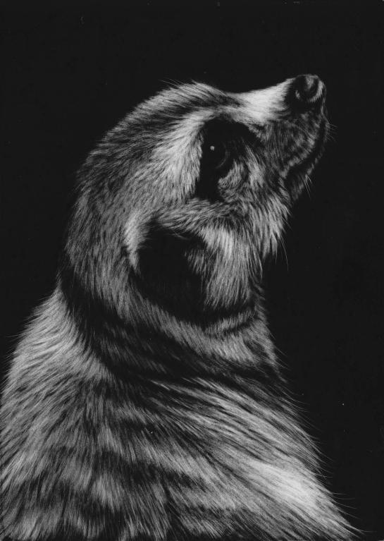 Meerkat bottom left 04