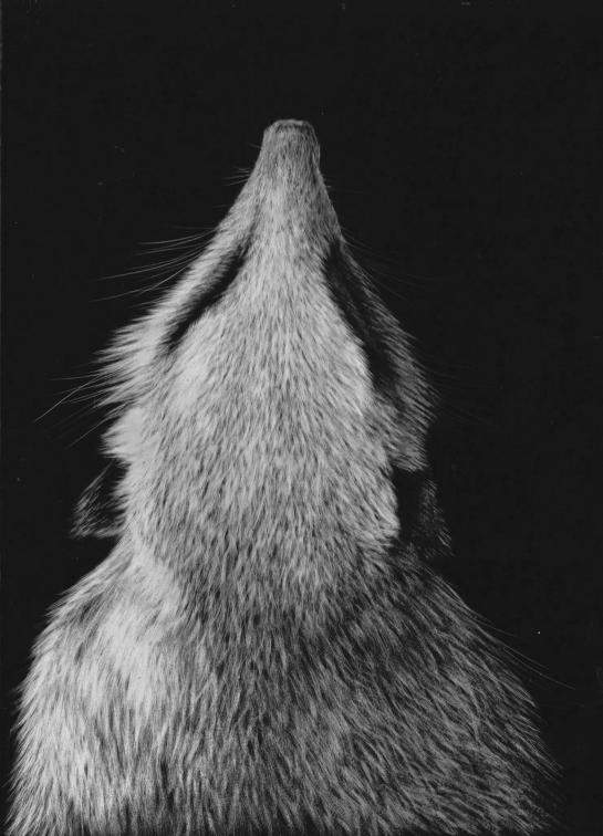 Meerkat bottom middle 05