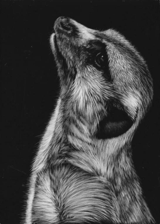 Meerkat bottom right 04