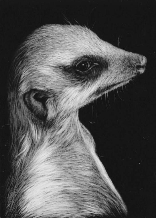 Meerkat middle left 05