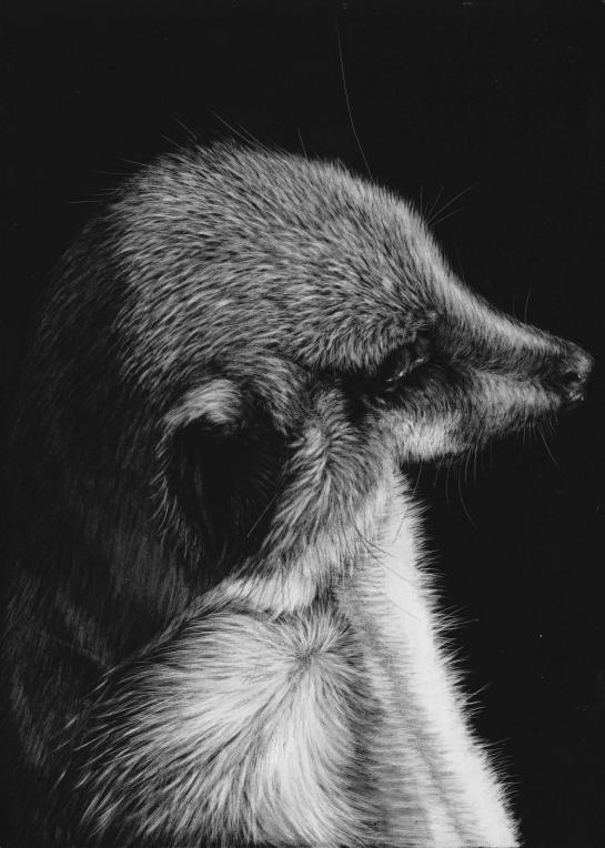 Meerkat top left 03