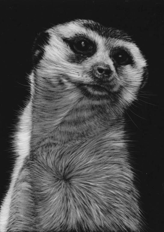 Meerkat top middle 04