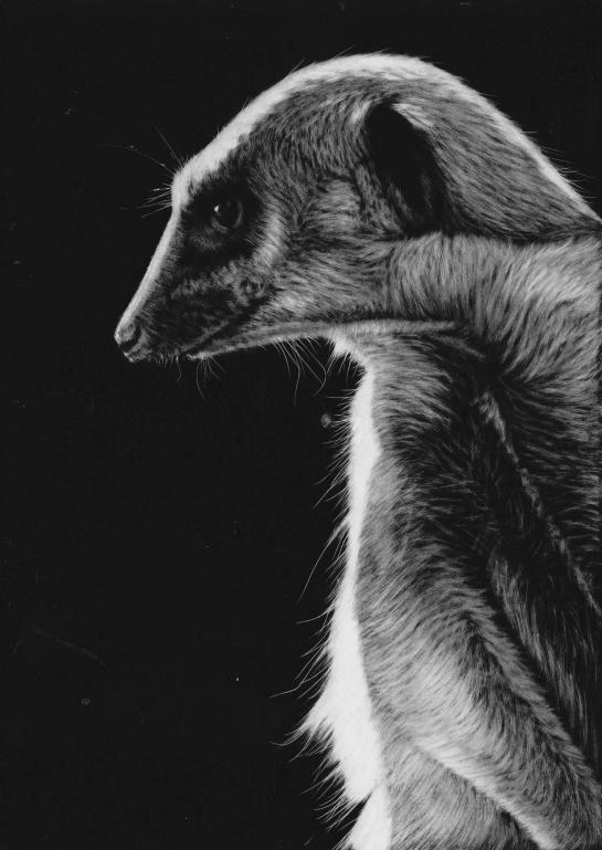 Meerkat top right 04