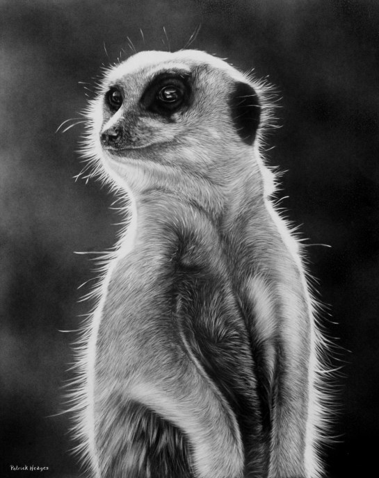 Meerkat Sunset Sentry