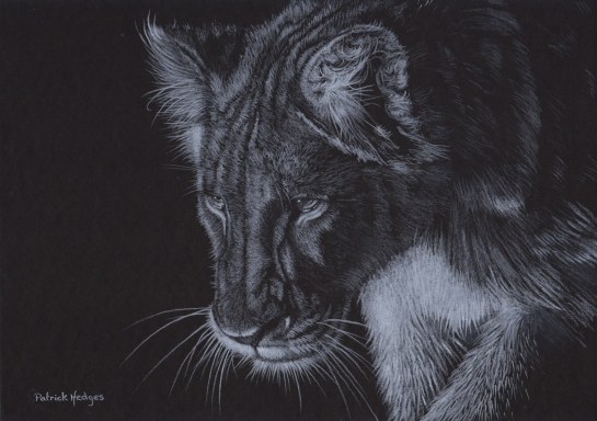 Lion The Stalk_1600x1128