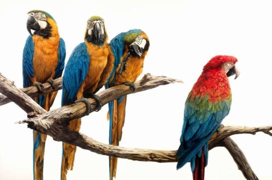 11206803_10206335247850940_8495946123158564418_o