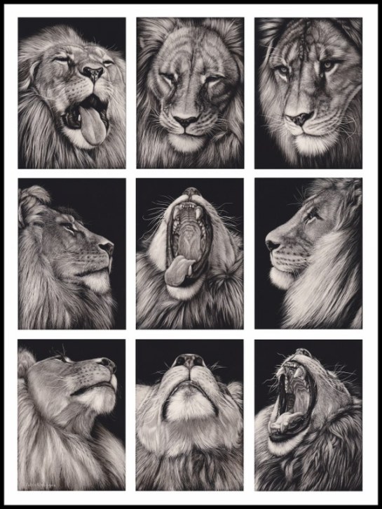 lions-mujambis-magnificence_601x800
