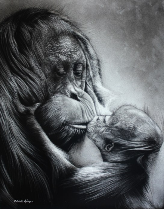 orangutan-a-mothers-love